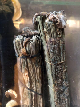 פטריות גודלות על ספרים בלחות