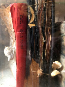 פטריות גודלות על ספרים בתנאי לחות