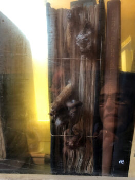 ספרים שגדלו עליהן פטריות באקווריום