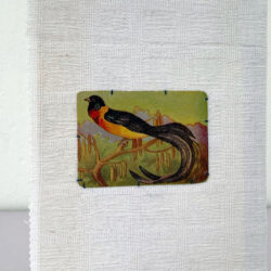 מחברת שורות לבנה עם קלף משוק פשפשים